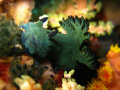   Dive site Batok Anilao BatangasCanon Digital Elph SD 1100ISThis Nudibranch inches long  